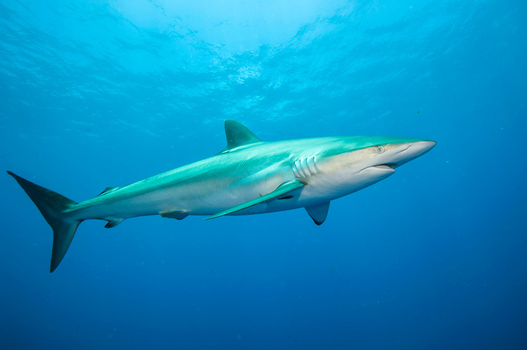 Silky Shark Conservation: Longest Recorded Migration Study&nbsp;Revealed