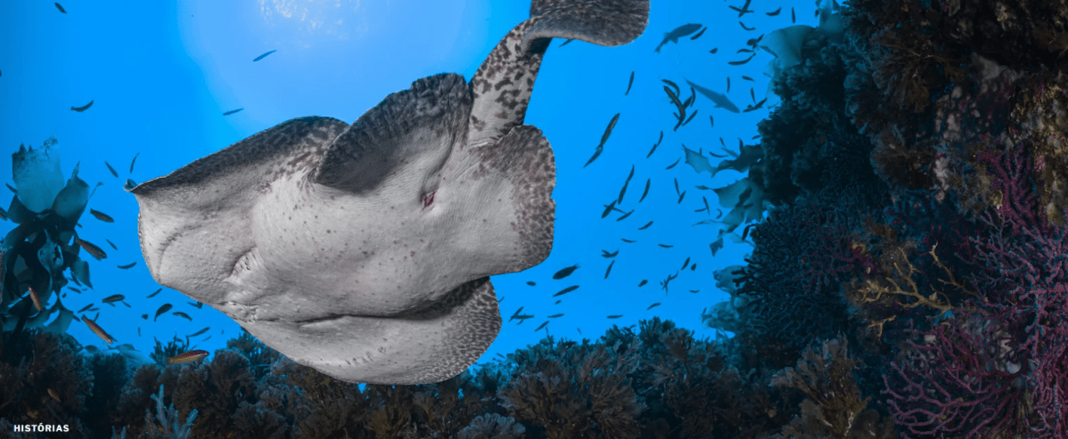 Discoveries in the Gorringe Bank: Electric Ray and Absence of&nbsp;Sharks