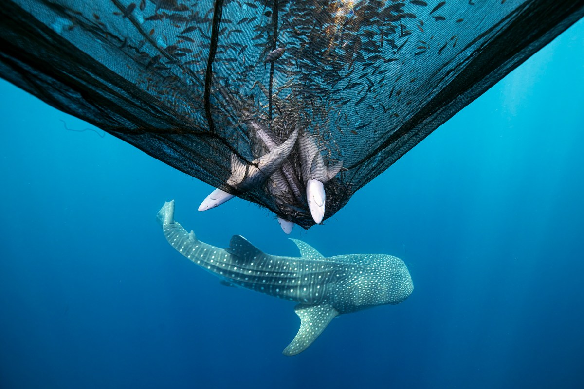 Honoring Shark Protection Champions: Awards and&nbsp;Achievements